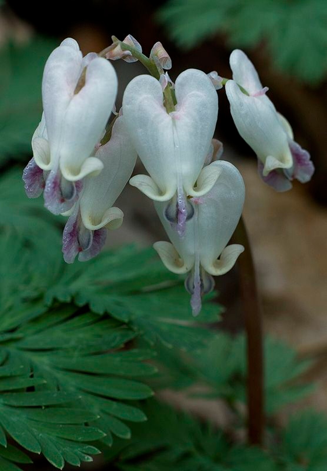 25 White Purple Bleeding Heart Seeds Dicentra Spectabilis Flowers Seed Flower