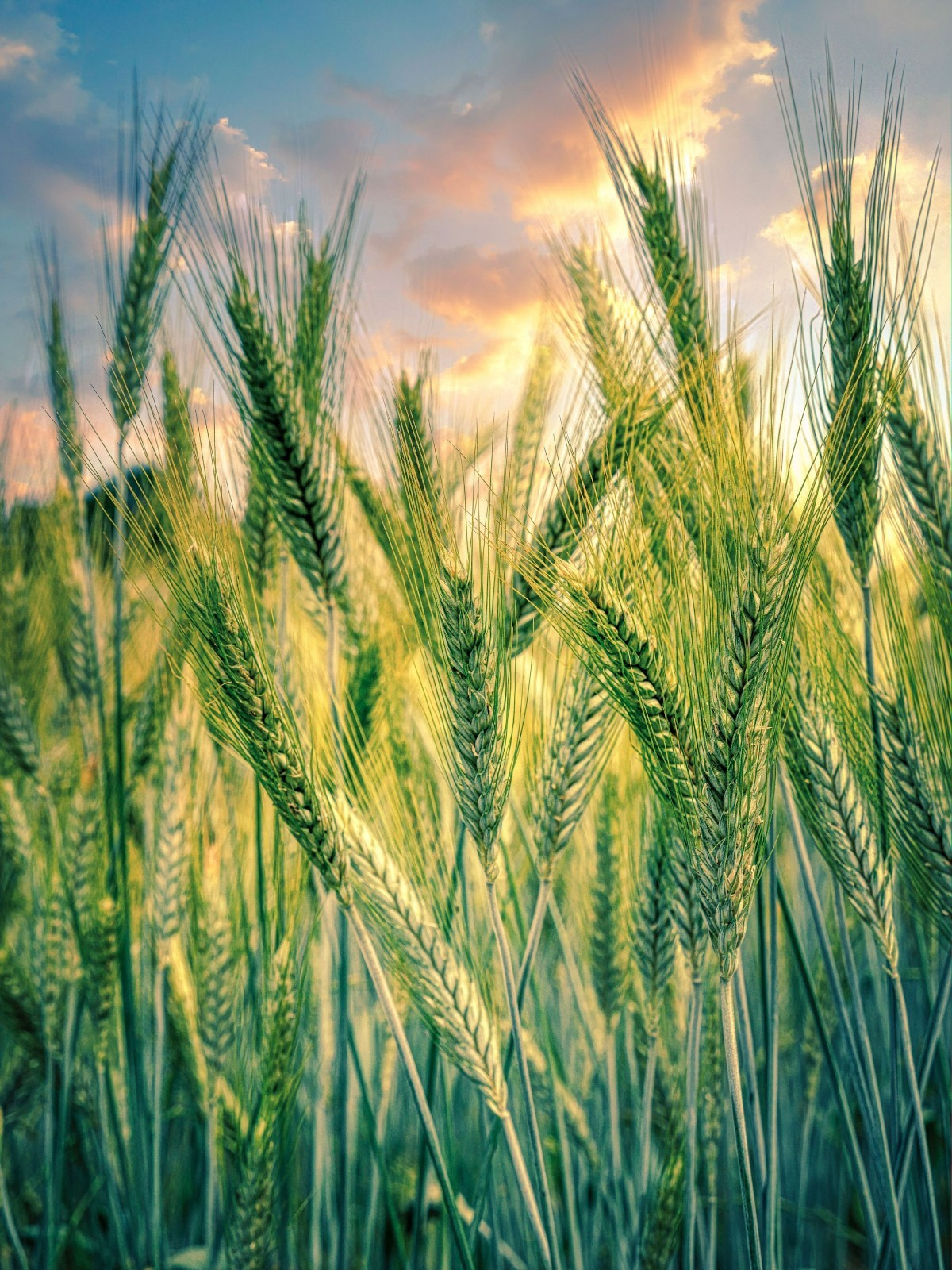 100 Heritage Grain Seeds! Heirloom Red Fife Organic Wheat-All Natural Non GMO