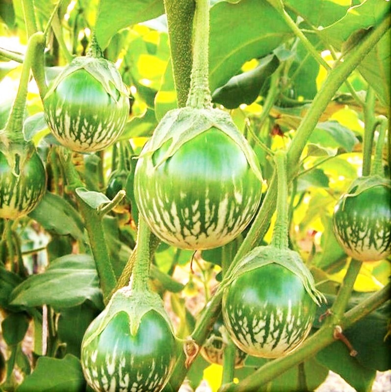 Petch Siam Thai Eggplant Seeds | Green Brinjal Aubergine Baby Asian Seeds 2024