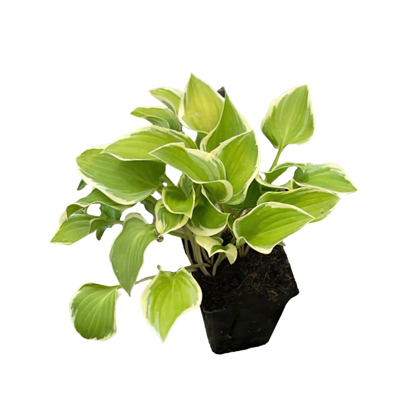 Perennial Hosta Plants Assorted Varieties, 10″ Tall, 3 Pack in 1 Qt Pot