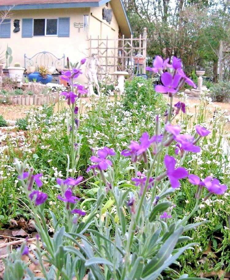 1001+EVENING SCENTED STOCK Seeds Perfume Plant Clove Summer Garden Container