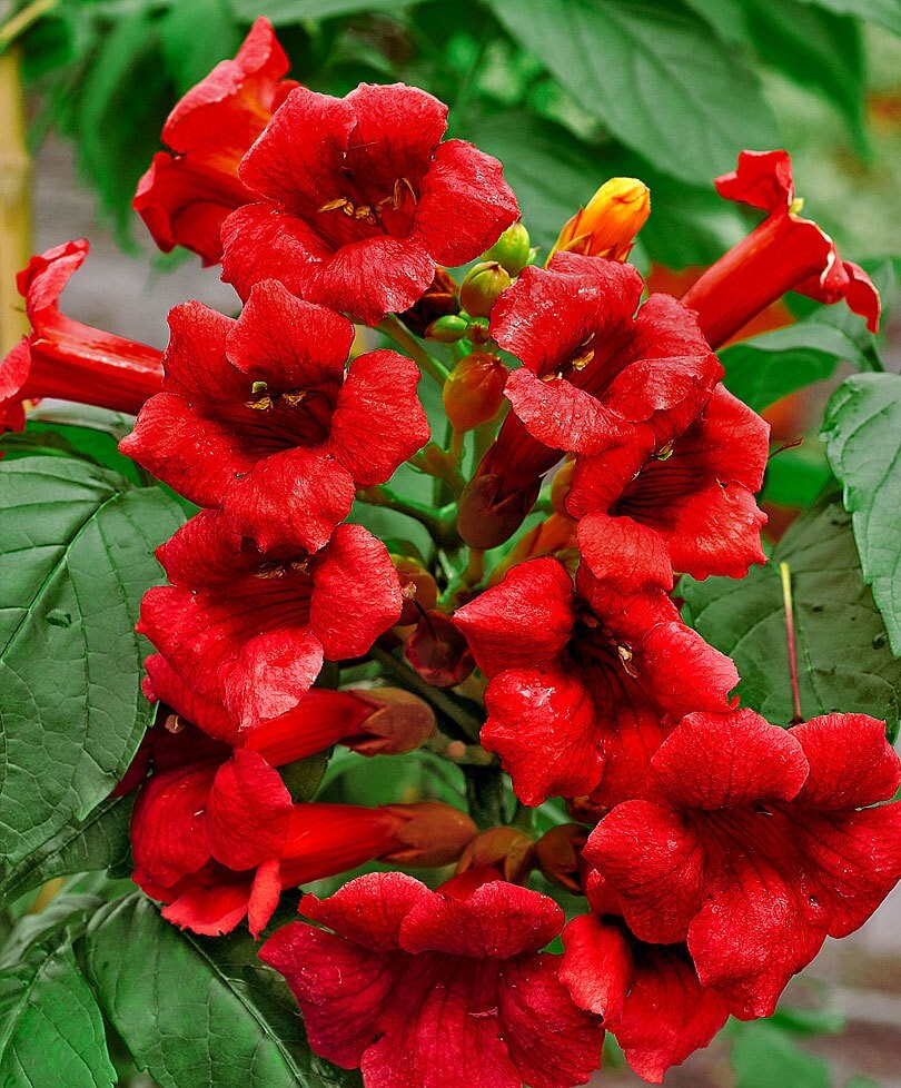 Beautiful Dark Red Hummingbird Trumpet Vine! 20 seeds! HUMMINGBIRDS LOVE IT!