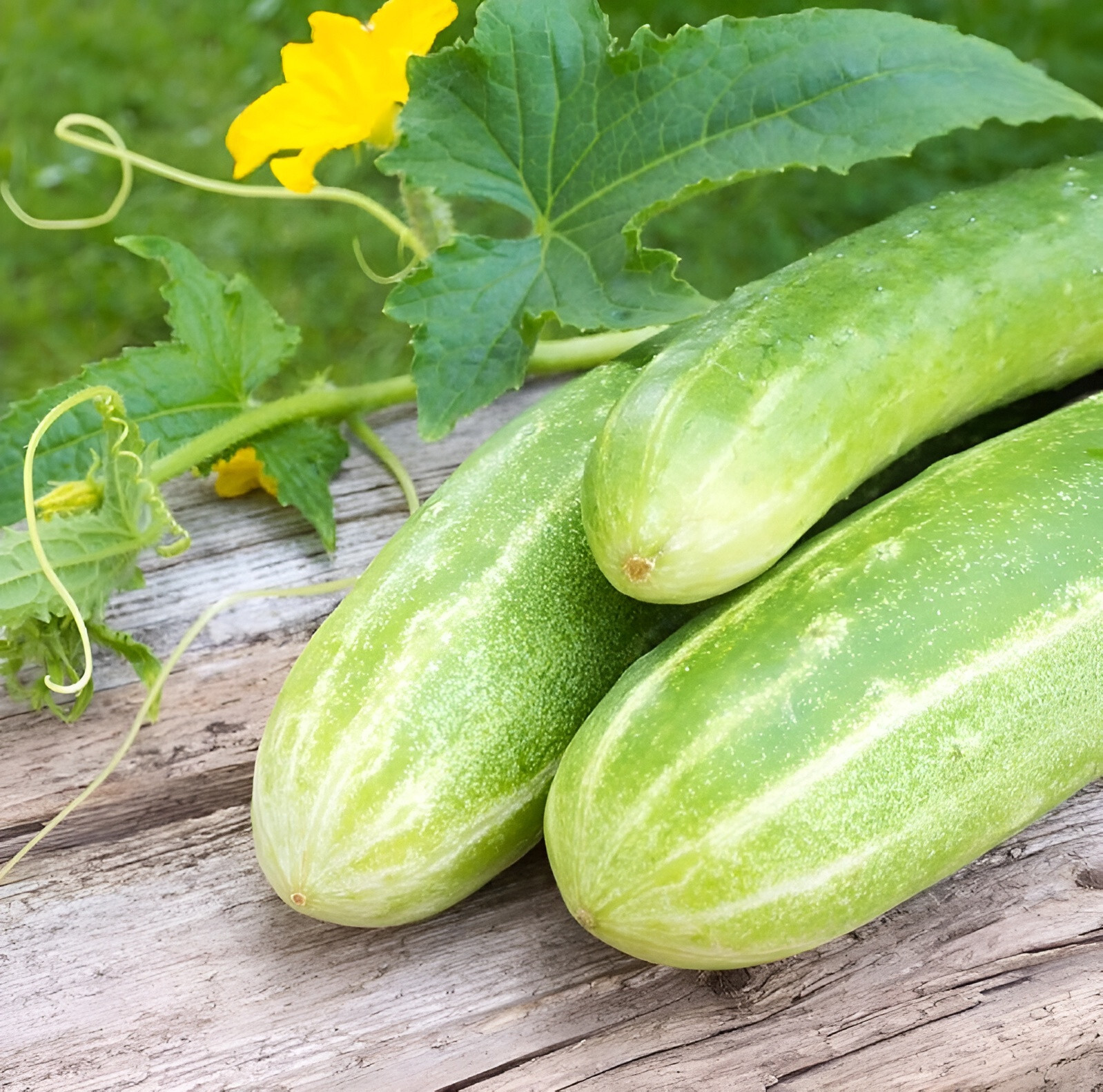40 Heirloom Double Yield Cucumber Seeds -Heavy Producer Huge Harvests Not Bitter