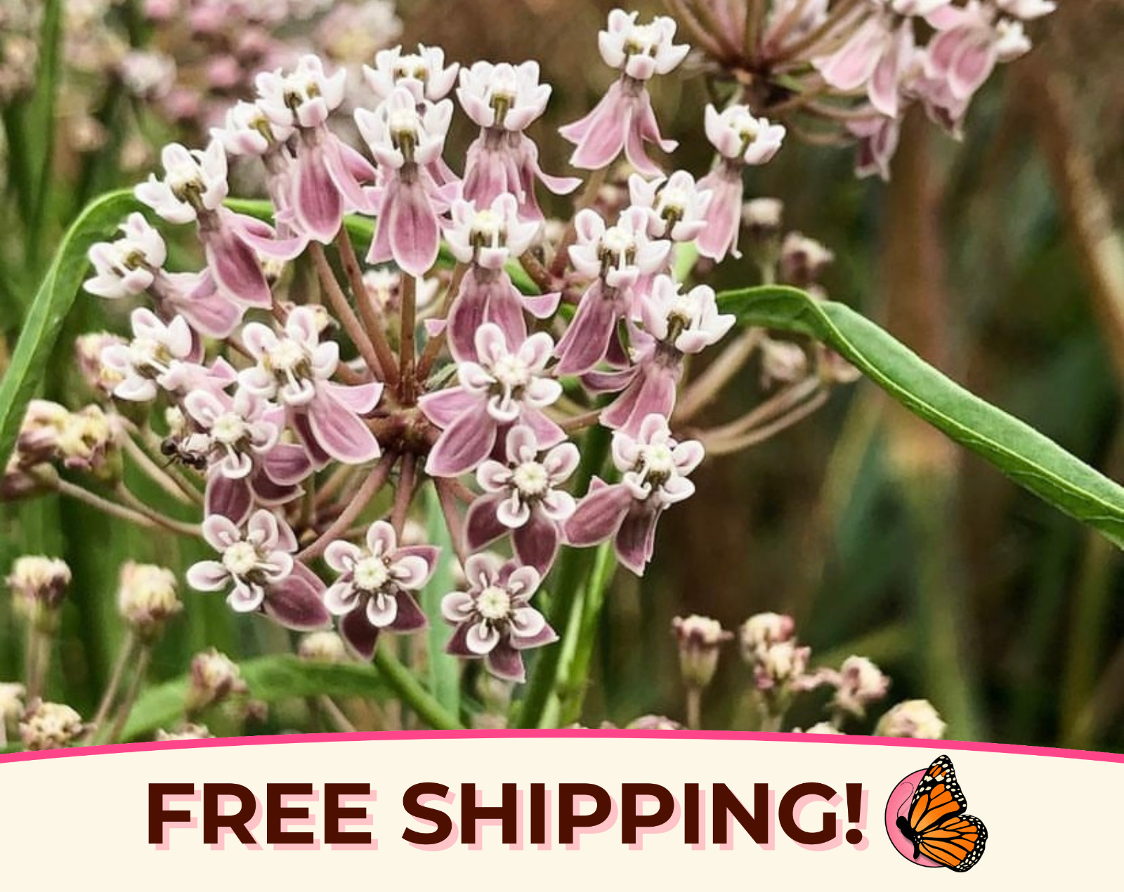 55+ Narrowleaf Milkweed Seeds | Native Perennial Wildflower, Monarch Butterfly