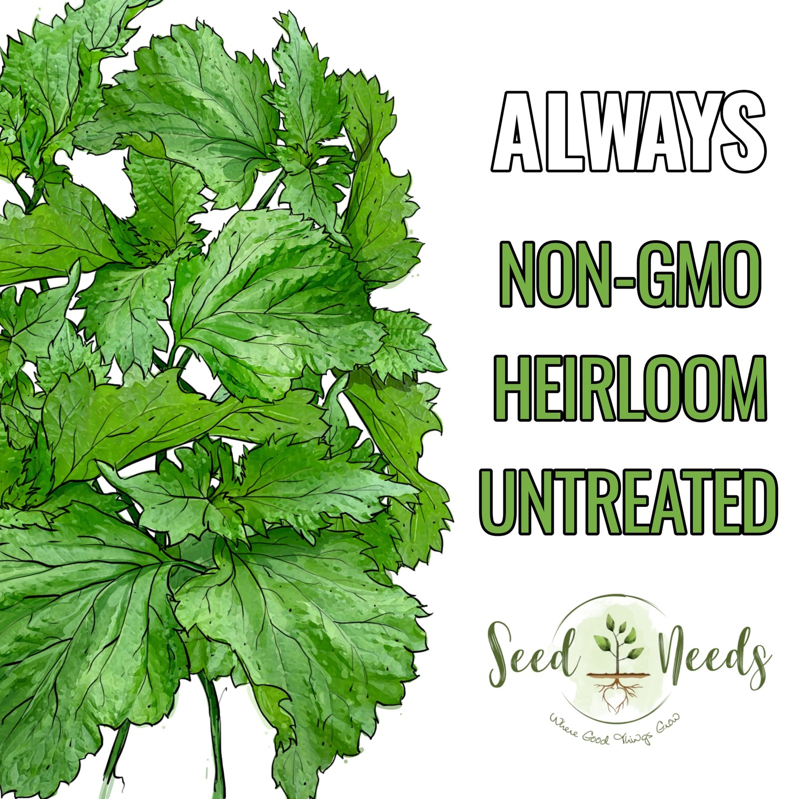 Shiso Seeds for Planting Green Perilla – Non-GMO Culinary Herb (2 Packs)