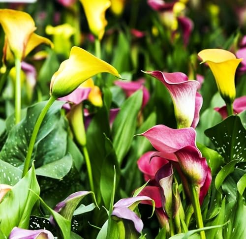 Rare 100Pcs White Pink Red Purple Calla Lily Seeds Beautiful Flowers Mix Color