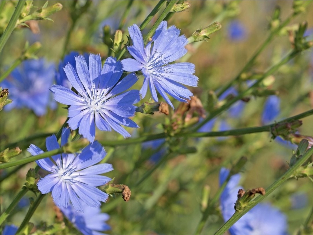 Chicory Seeds (cichorium intybus)