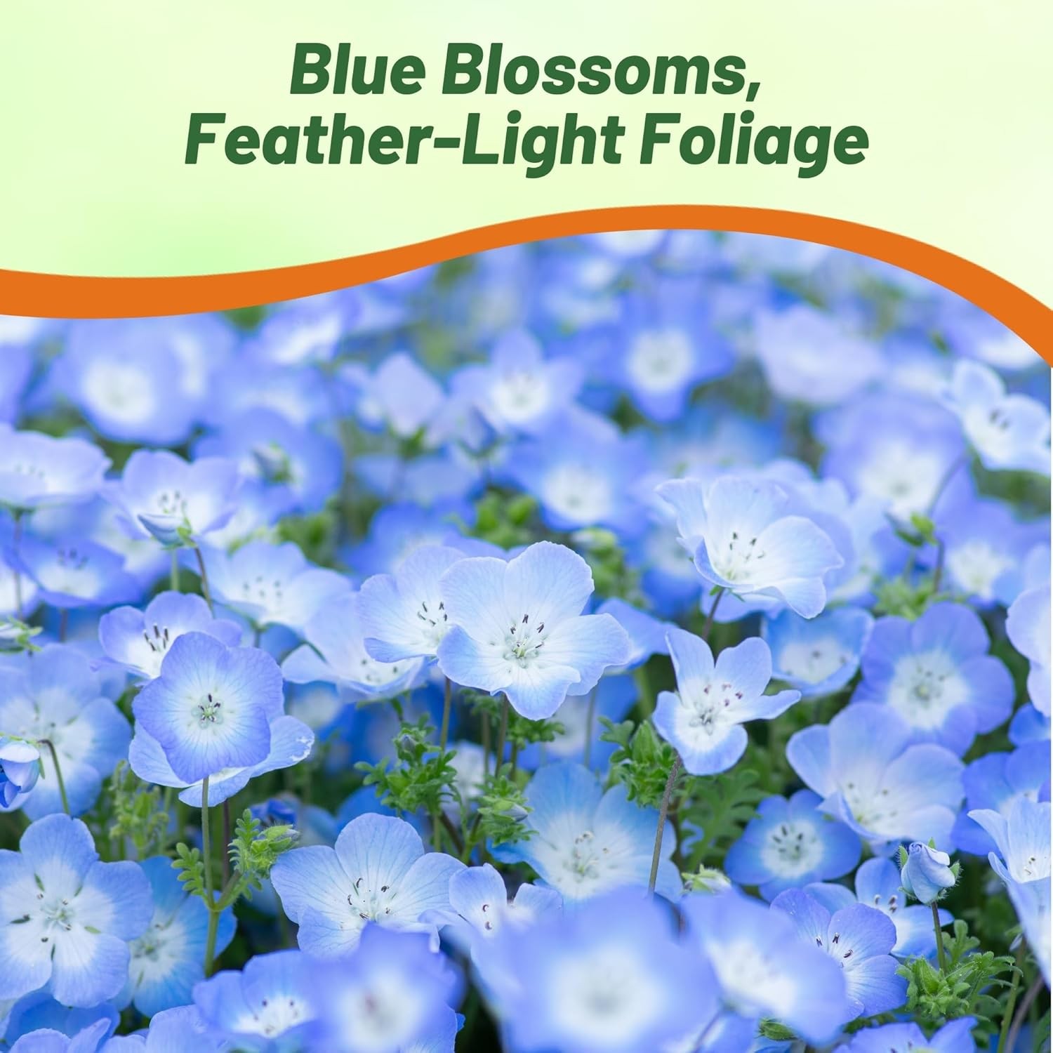 1000 Seeds Baby Blue Eyes Seed – Nemophila Menziesii Flower Seeds