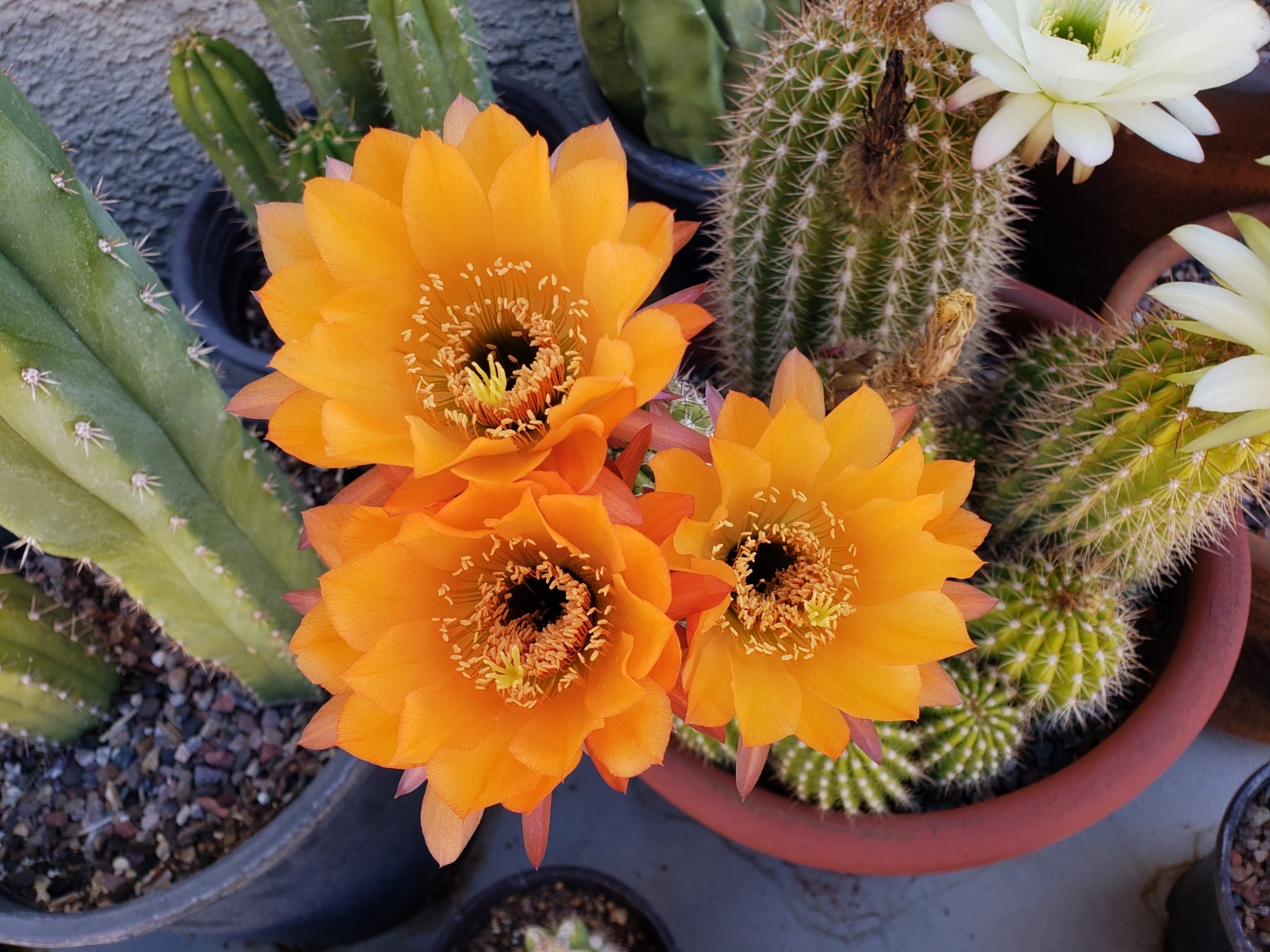 Echinopsis Grandiflorus Cactus Hybrid 50x Seeds *Beautiful Flowers*