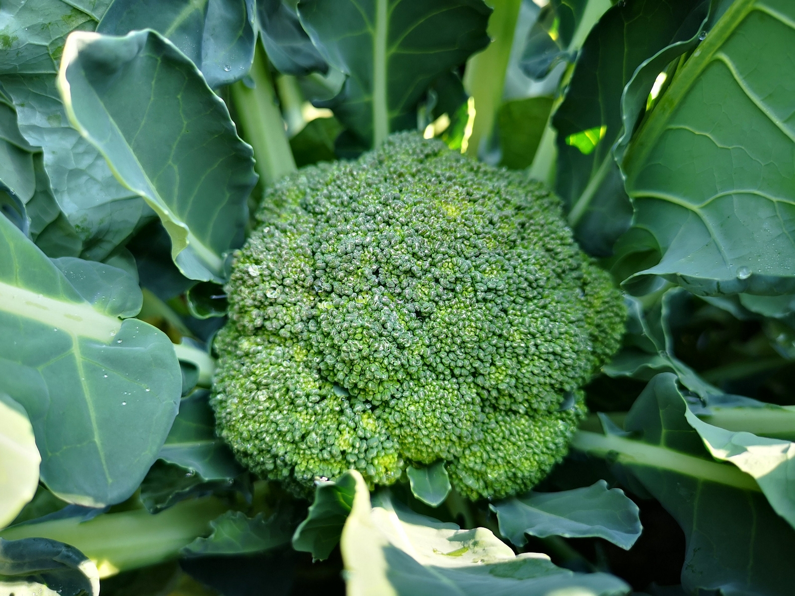 Waltham 29 Heirloom Broccoli Premium Seed Packet