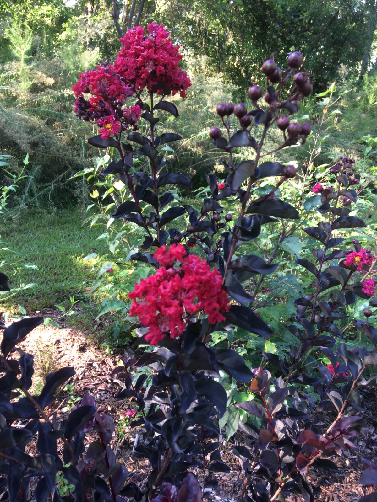 Crape Myrtle Ebony Diamond Red Fire Lagerstroemia 10 seeds