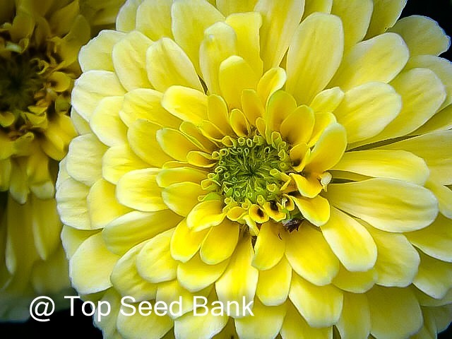 50+ Zinnia, Isabellina Flower seeds, Cream-yellow Zinnia Elegans + Free GIFT