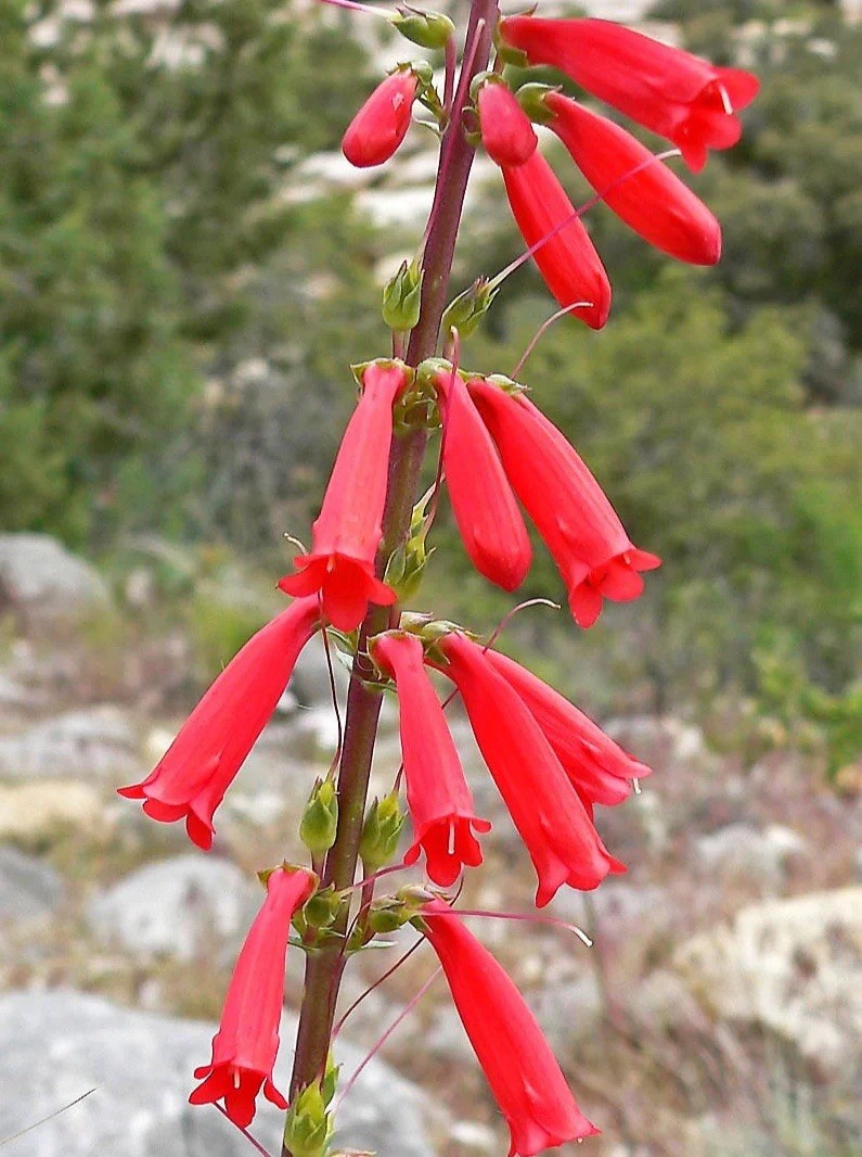 Penstemon Eatons Red Hummingbird Perennial Beardtongue 250 Seeds Non-GMO