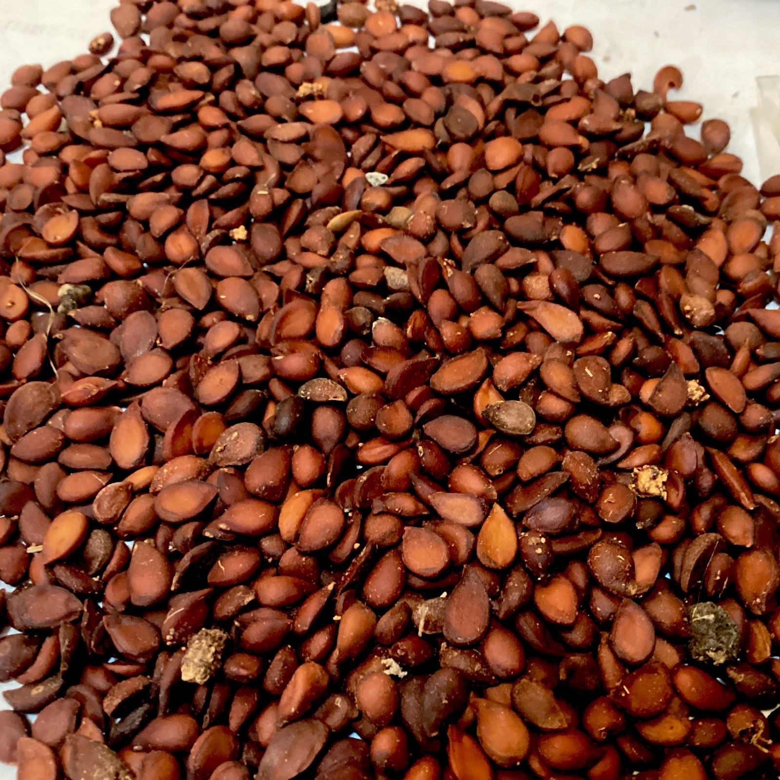 Common Pear Tree Seeds (10 Seeds) (PYRUS COMMUNIS) (Domestic Pear)