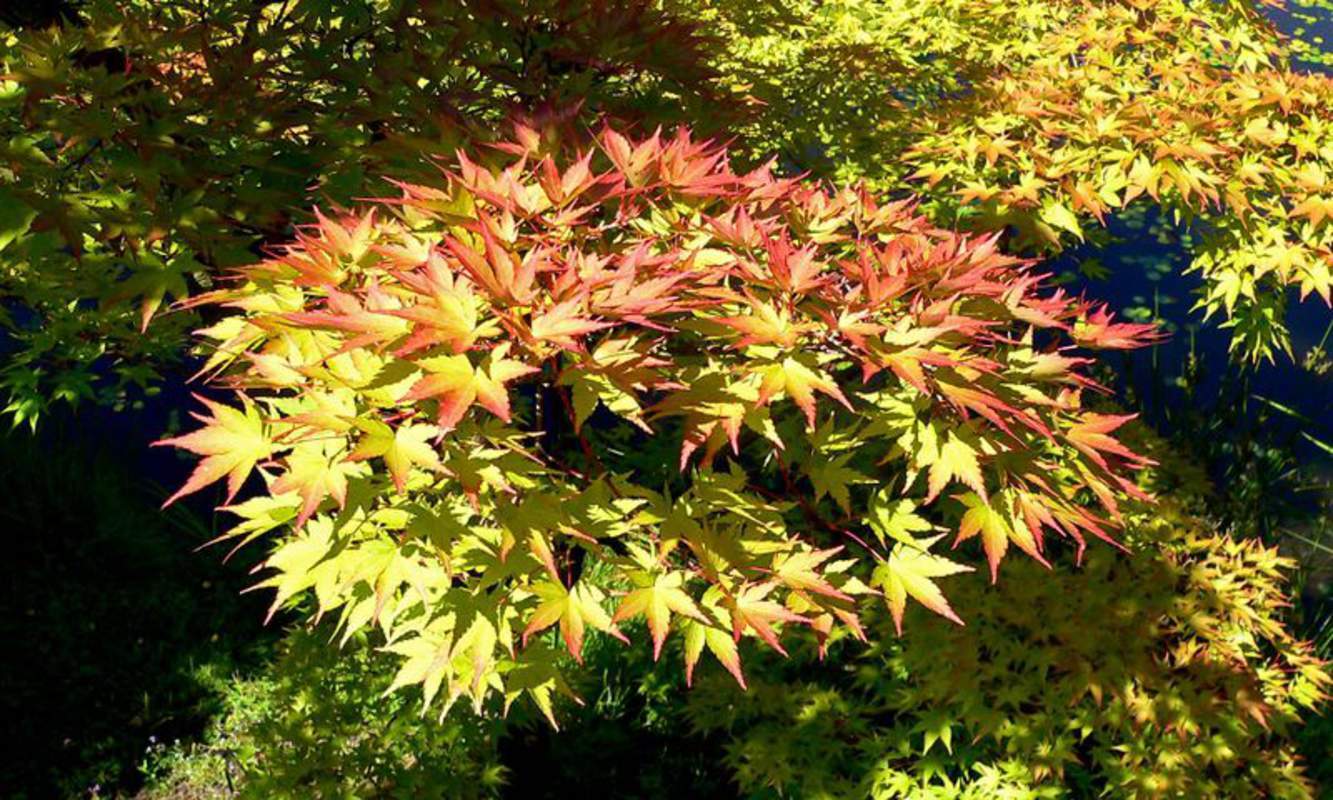 1-1000 PCS Japanese Maple Tree Seeds Acer Palmatum Shigitatsu Sawa Autumn 0169