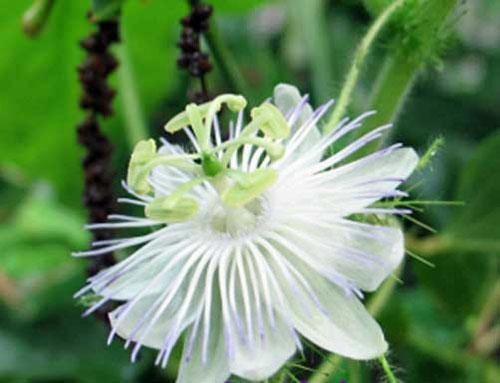 Passiflora foetida Alba | Love-In-A-Mist | Running Pop | 5 Seeds