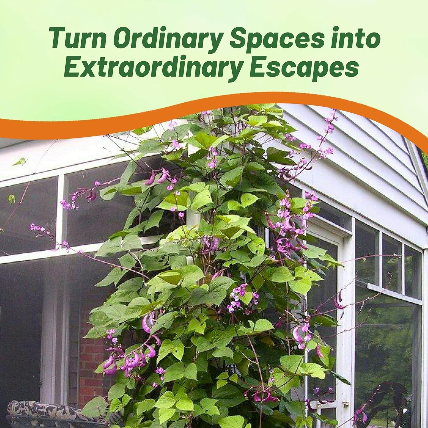 Perennial Edible Hyacinth Bean Seeds – Attracts Hummingbirds & Butterflies