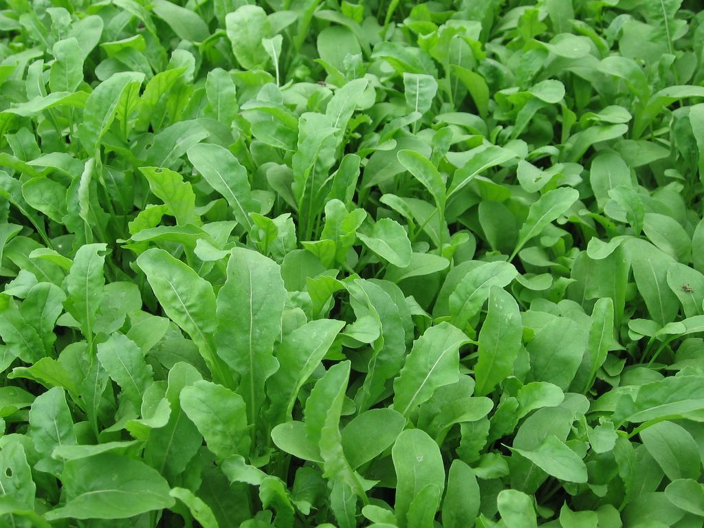 601+ARUGULA ROQUETTE Seeds Organic Spring Fall Garden Patio Containers Fast Easy