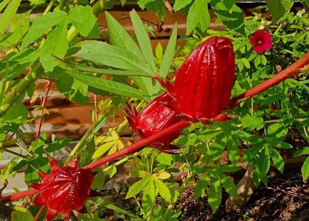 30PCS Hibiscus Seeds Hibiscus Sabdariffa-Jamaica Red Sorrell Roselle-Heirloom…