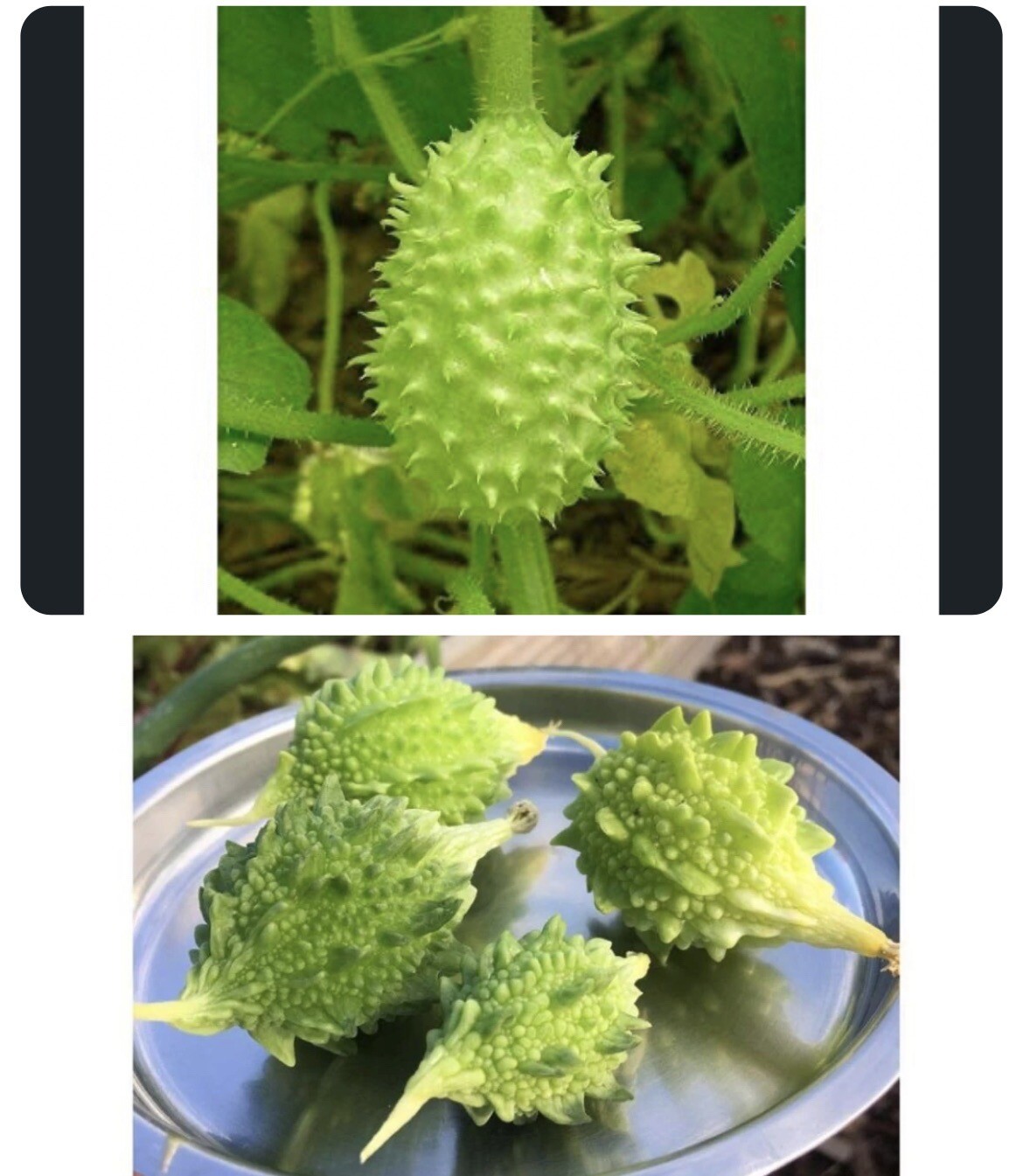 Set Of West India Burr Gherkin 100 Seeds And Indira Mini Bitter Melon 10 Seeds