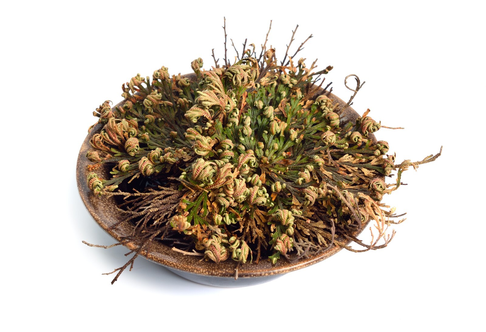 Rose of Jericho Flower Resurrection Rose Flor de Peña Selaginella Lepidoph Plant