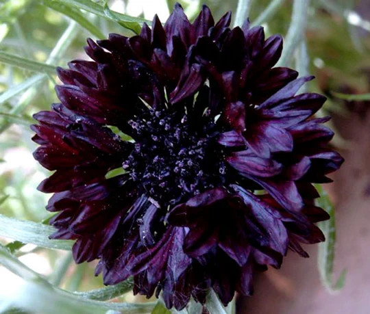 Black Ball Purple Bachelor Button Cornflower 150 Seeds. Free Shipping!