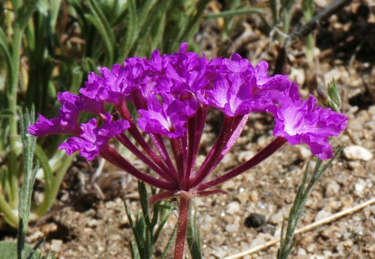 Abronia villosa | Desert Sand Verbena | 5_Seeds