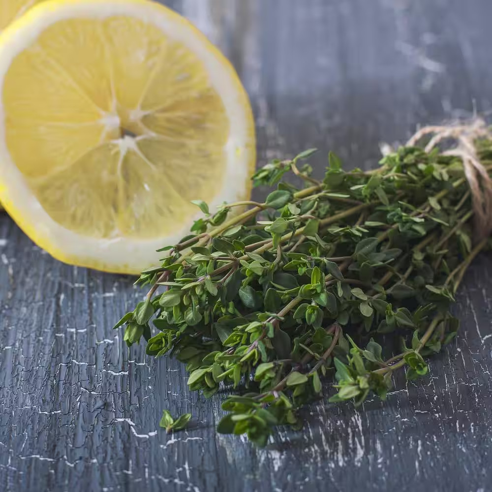 19 Oz. Lemon Thyme Herb Plant Live – 2 Pack Culinary & Aromatic Garden Herbs
