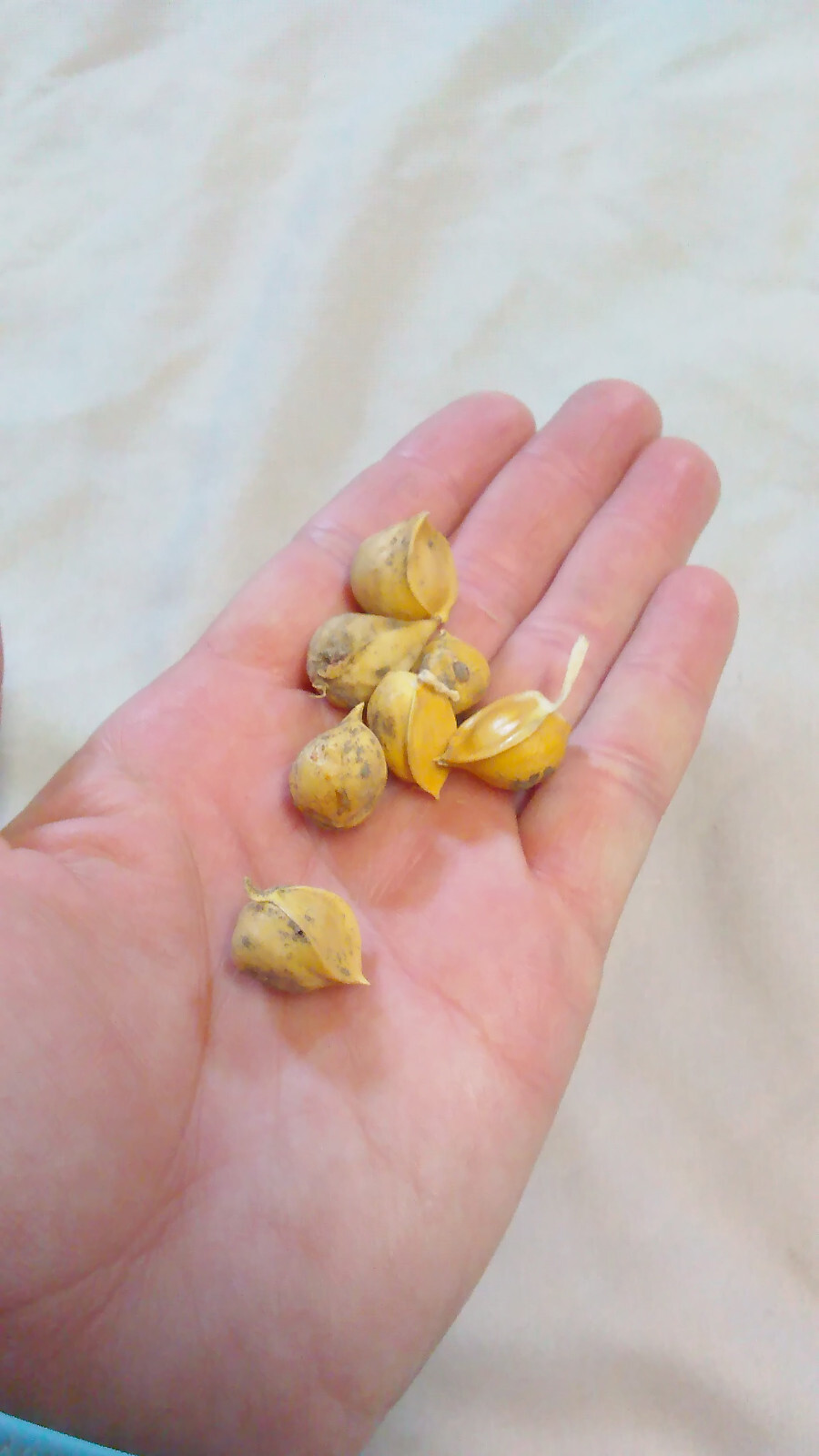 20 Garlic (Allium sativum) Corms/Bulbils- Fresh & Ready To Plant