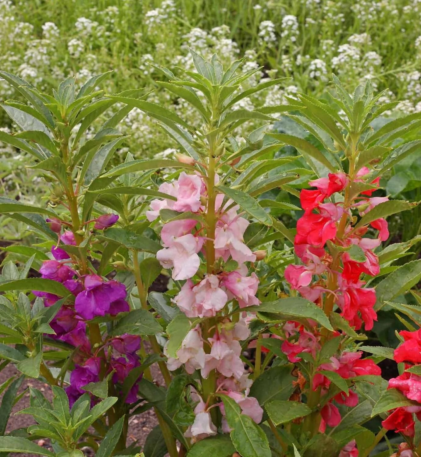 250 Balsam Flower Seeds, ‘Tom Thumb Mix’, Impatiens balsamin
