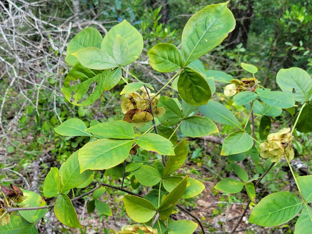 5+ Common Hoptree Seeds | Ptelea Trifoliata | Wafer Ash Tree | Florida Native