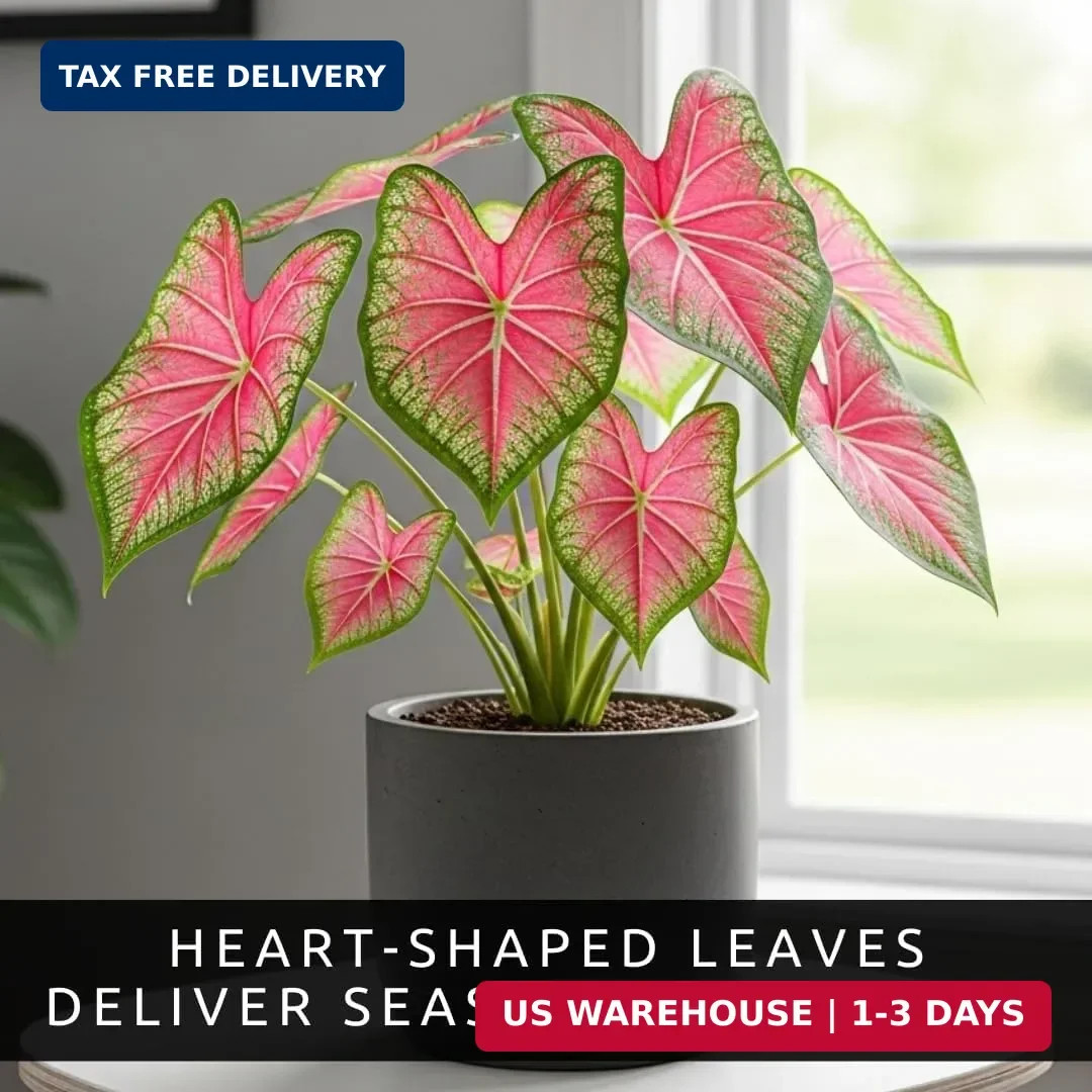Pink Princess Caladium Bulbs for Planting – Vibrant Pink & Green Spotted Leaves,