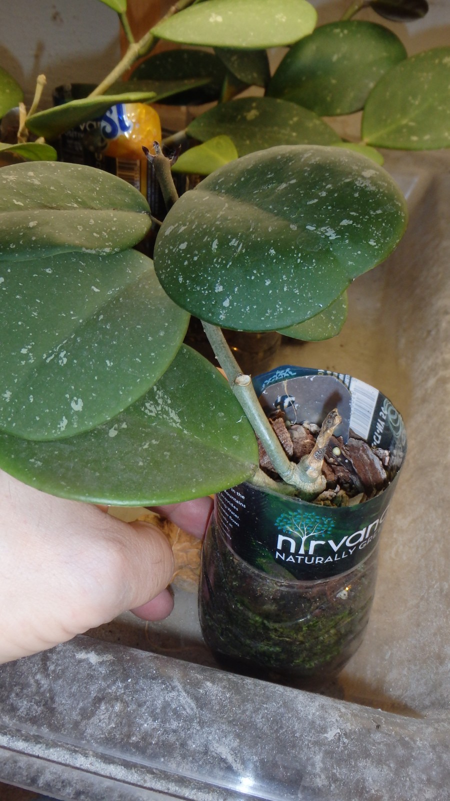 Hoya Obovata starter plant, well rooted, sent with the container, Wax plant