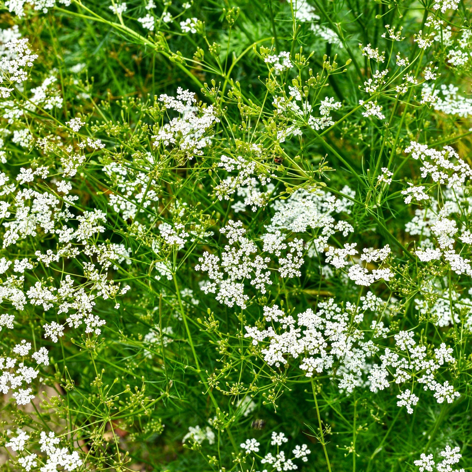 Cumin Seeds | For Planting Indian Spice Jeera Zeera Herb Seed 2024 Fast Shipping