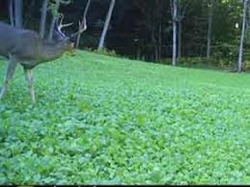 2lbs PINNACLE LADINO WHITE CLOVER Seed For Deer Food Plot Turkey Bees Large Leaf