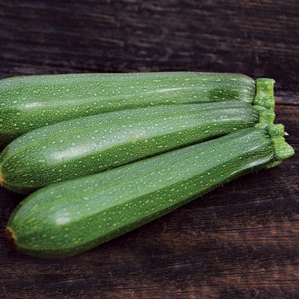 Dark Green Zucchini Seeds, Non GMO – Heirloom, FLAVORFUL and EARLIER THEN MOST