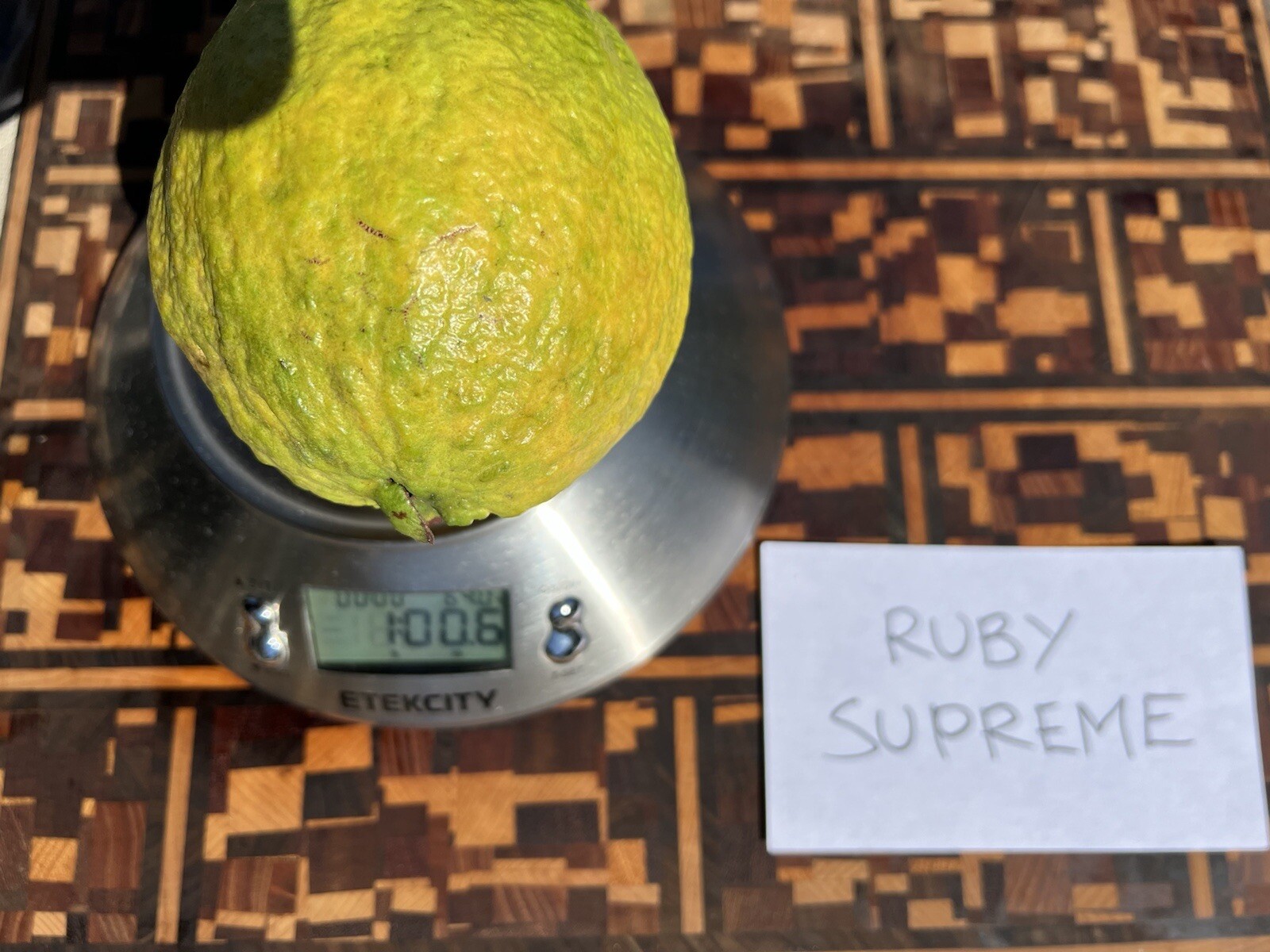 Live Ruby Supreme Guava Tree “Great For Smoothies”