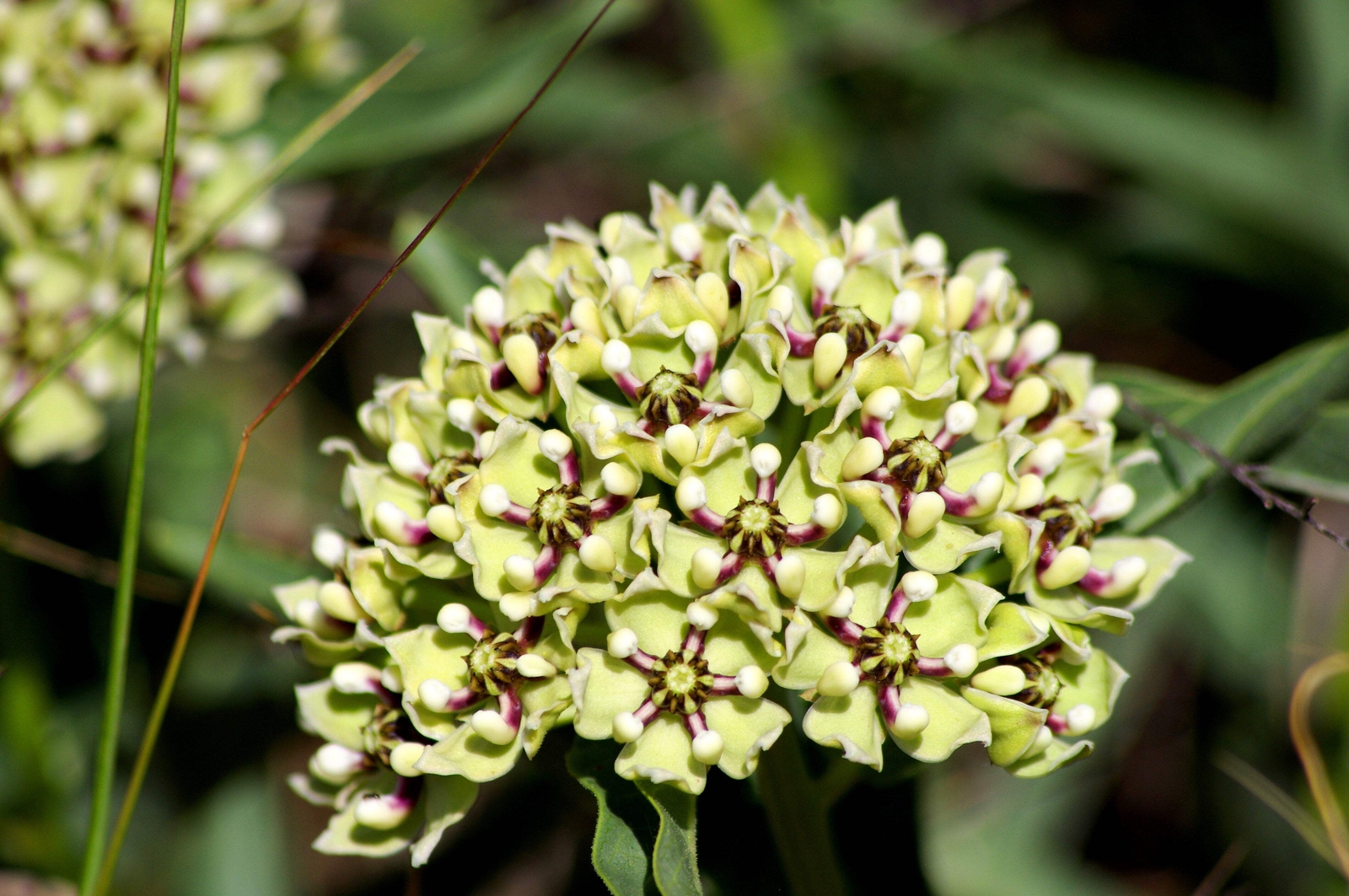 20 Green SPIDER MILKWEED Asclepias Viridis White Purple Monarch Flower Seeds