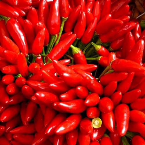 CarpetC 300+ Birds Eye Chili Seeds for Planting, Perennial Spicy Pepper, Heat