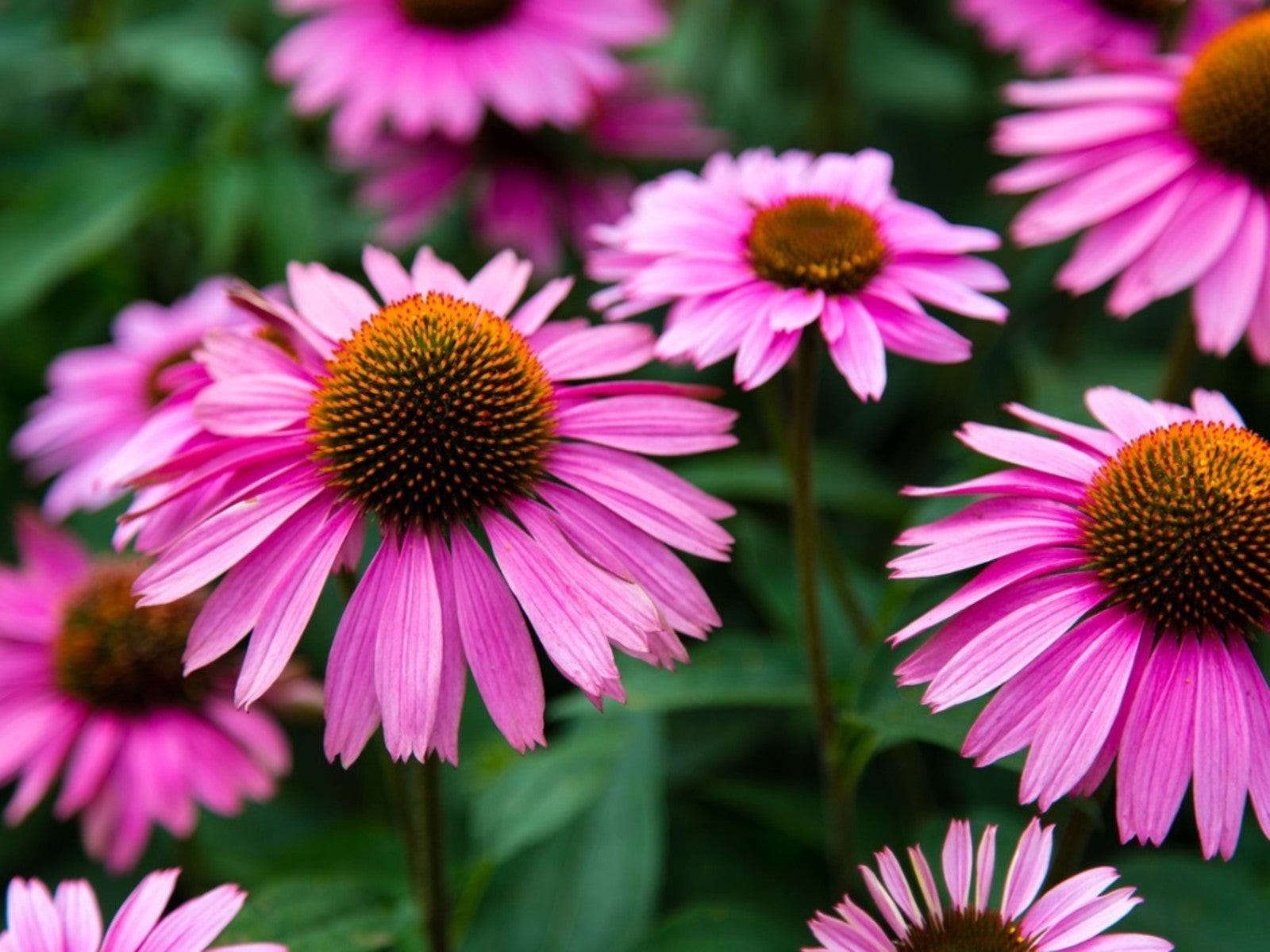 Purple Coneflower Seeds / Flowers