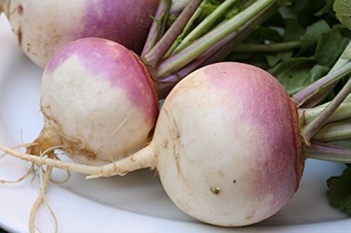 Purple Top Turnip Deer Food Plot By Seed Kingdom 5,000 Seeds