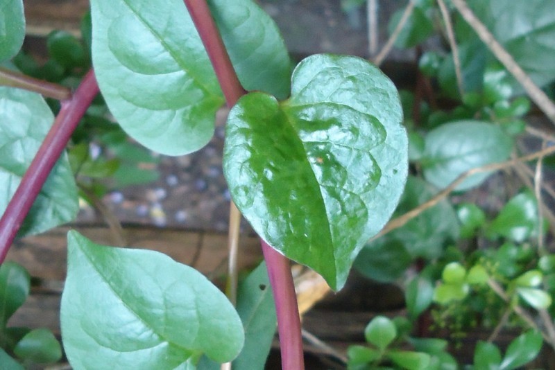 Malabar Red Stem Climbing Spinach Seeds (100) / COOL WEATHER / EASY / TRELLIS