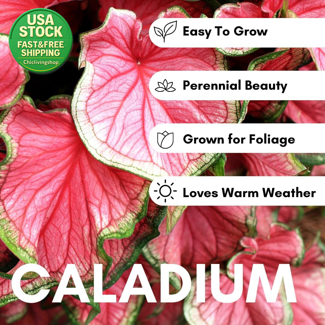 Pink Princess Caladium Bulbs Easy Grow Shade Plant 6 Bulbs Tropical Color