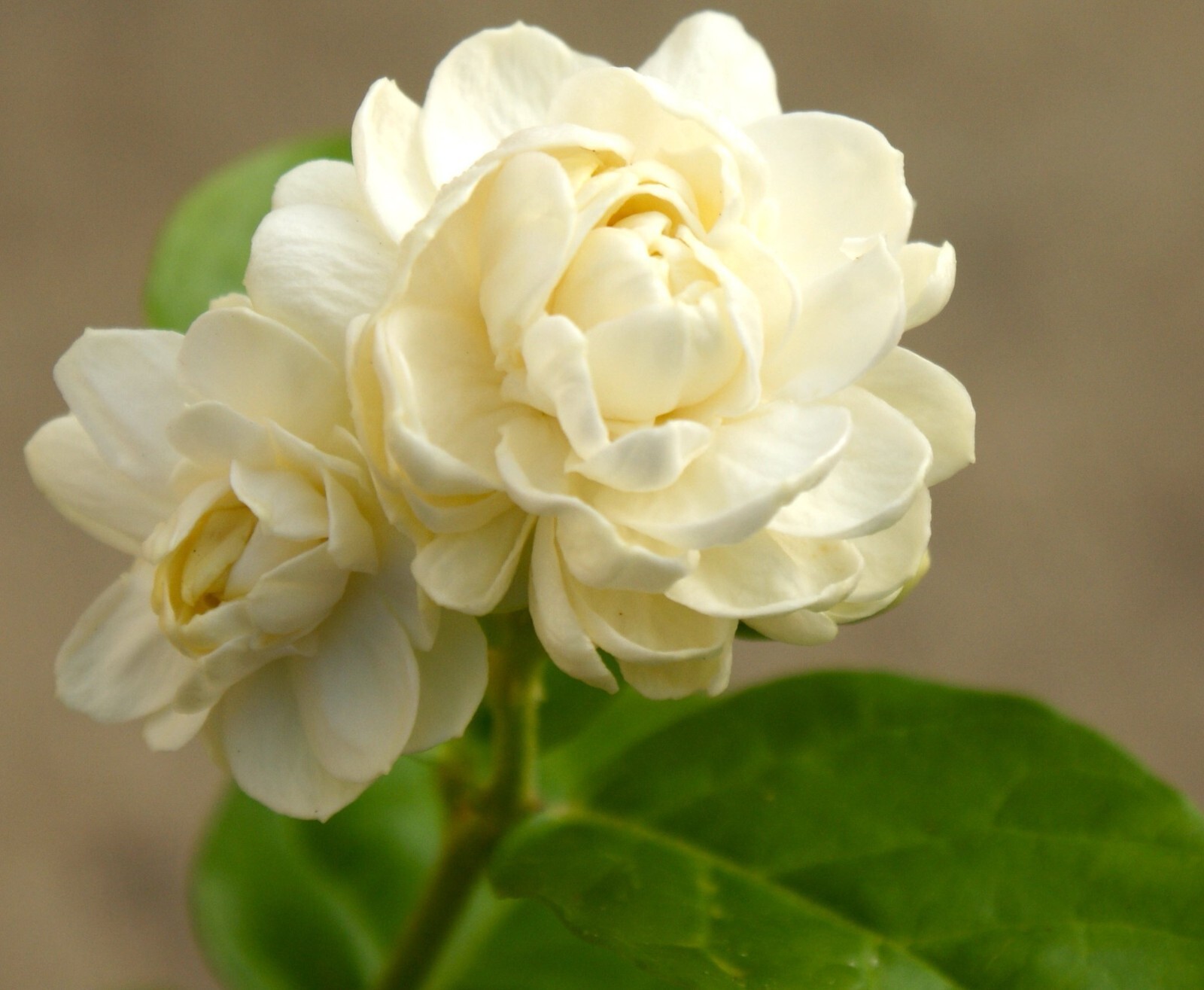 Grand Duke of Tuscany Jasmine~Jasminum Sambac~~SMALL Rooted STARTER Plant~
