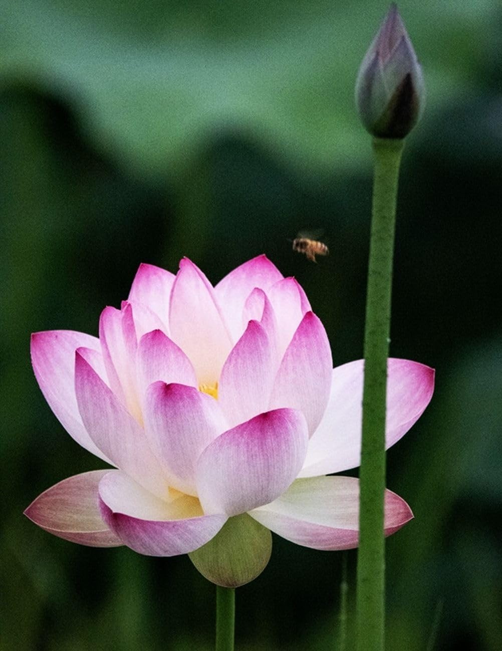 30 PCS Non-GMO Bowl Lotus Seeds – Vibrant Pink, Purple & Red Aquatic Flowers