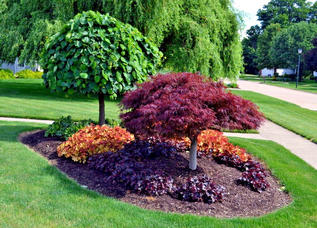 10 DWARF Japanese Red Linear Leaf Maple Tree Seeds Acer Scolopendrifolium Bonsai