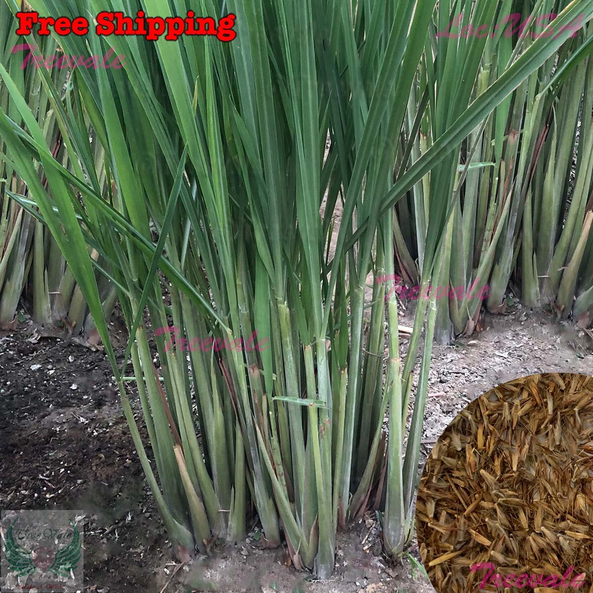 Lemongrass Seeds | Lemon Grass Seeds – West Indian