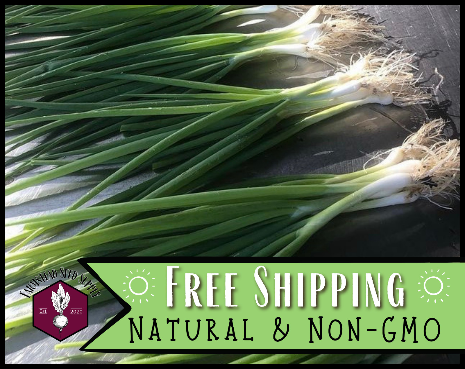 1300+ Bunching Onion Seeds [Tokyo Long White] Vegetable Gardening Seed, Heirloom