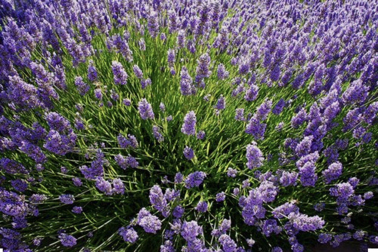 200+ Hyssop Seeds-Hyssopus officinalis -Medicinal And culinary herb.