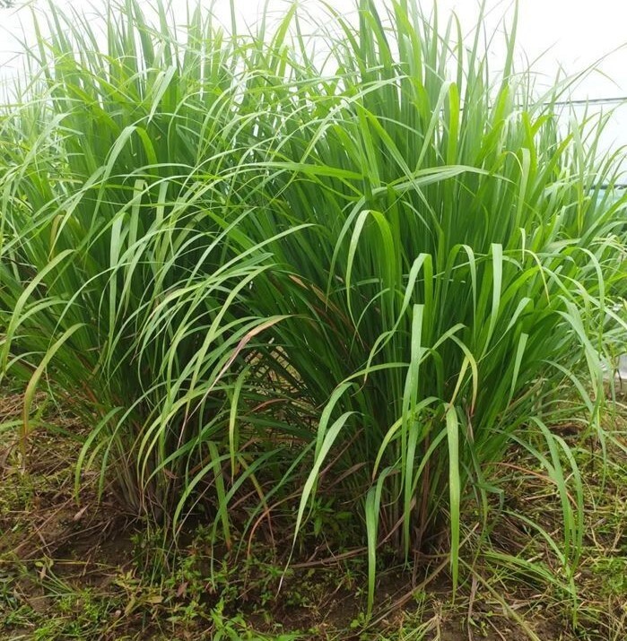 100+Lemongrass Seeds West Indian Culinary Herb perennial plant seeds USA